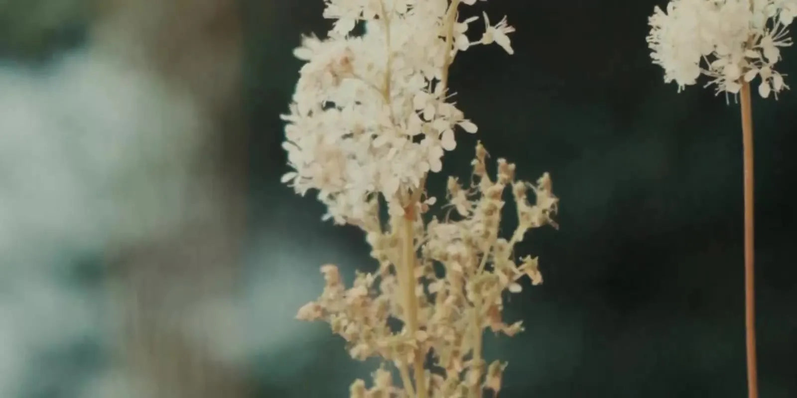 Close-up of white wildflowers in soft focus
