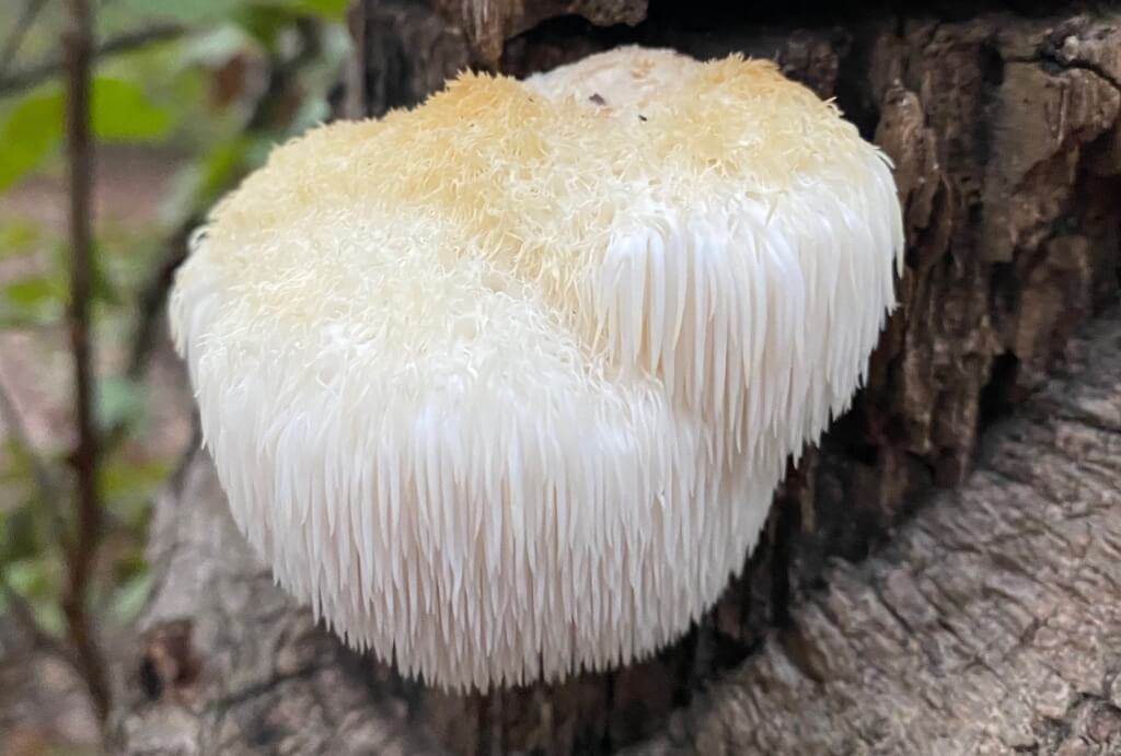 Lion's Main Mushroom (Attribution: CC0 1.0 Universal (CC0 1.0) Public Domain Dedication - NCBioTeacher)