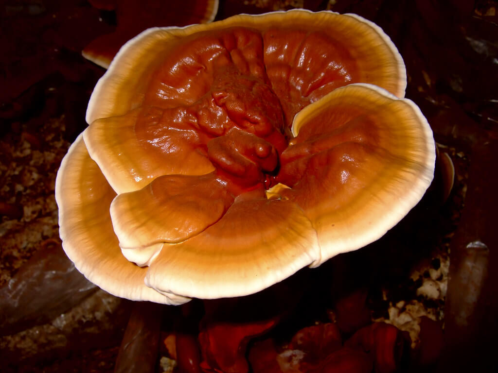 Reishi Mushroom - Discover Its Benefits