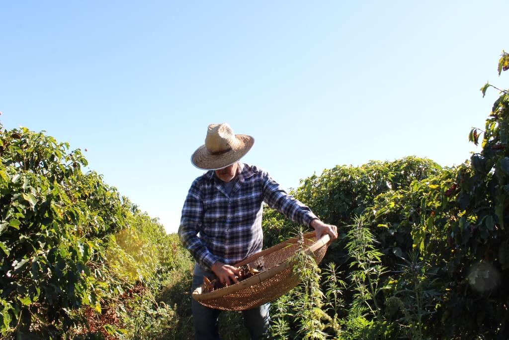 Sustainable Coffee Bean Farm and Worker