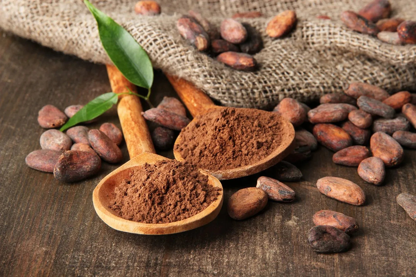 Cacao beans and cacao powder on wooden spoons