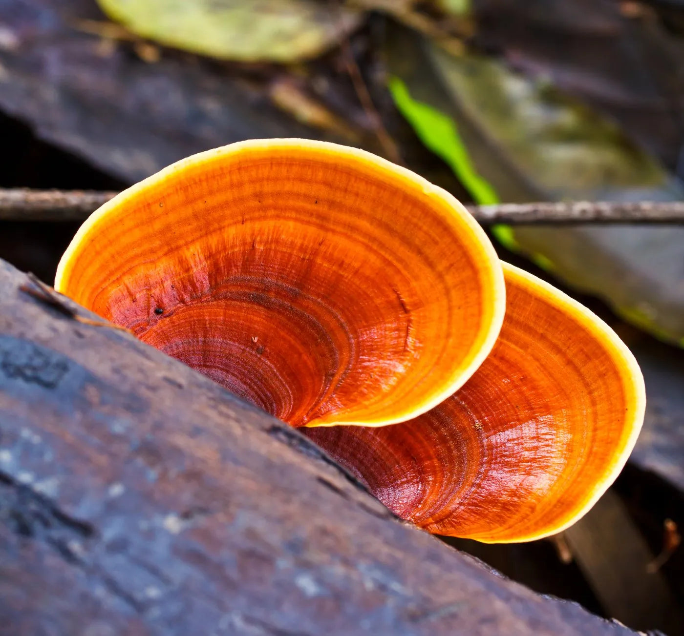 Reishi mushroom growing on a fallen log